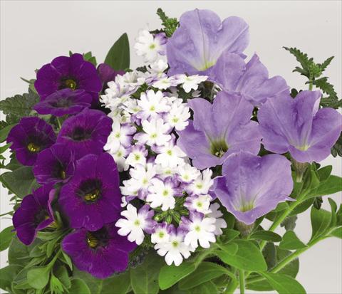 Foto de variedad de flores para ser usadas como: Tarrina de colgar / Maceta 3 Combo Confetti Garden Shocking Blue