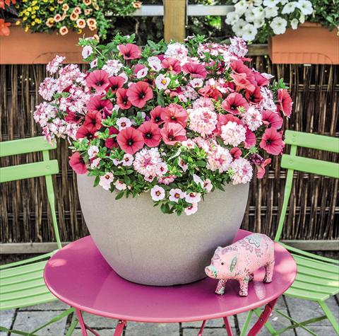 Foto de variedad de flores para ser usadas como: Tarrina de colgar / Maceta 3 Combo Confetti Garden Shocking Pink