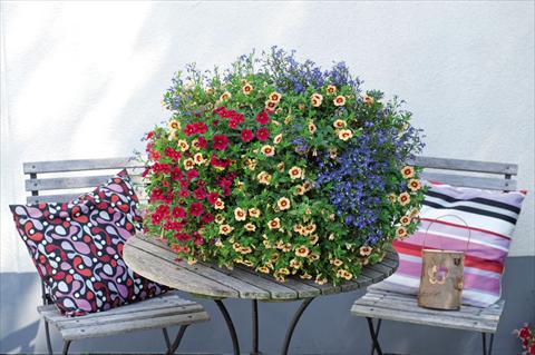 Foto de variedad de flores para ser usadas como: Tarrina de colgar / Maceta 3 Combo Confetti Garden Waterbury
