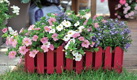 Foto de variedad de flores para ser usadas como: Tarrina de colgar / Maceta 3 Combo Confetti Garden Waterlily