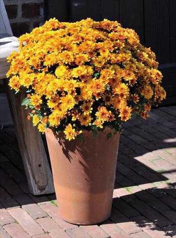 Foto de variedad de flores para ser usadas como: Maceta Chrysanthemum Cameleon