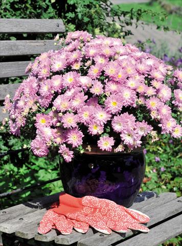 Foto de variedad de flores para ser usadas como: Maceta Chrysanthemum Daybreak Dark Apple Blossom