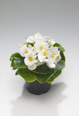 Foto de variedad de flores para ser usadas como: Planta de temporada / borde del macizo Begonia semperflorens Monza White