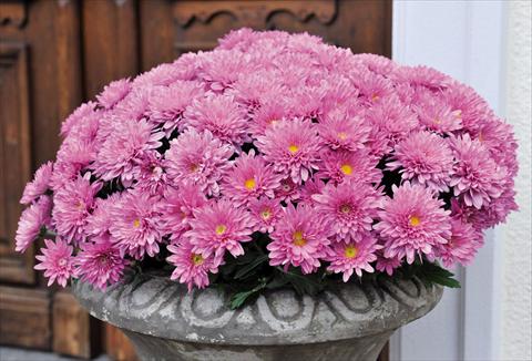 Foto de variedad de flores para ser usadas como: Maceta Chrysanthemum Mystic Mums Experimental 2014
