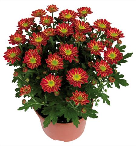 Foto de variedad de flores para ser usadas como: Maceta Chrysanthemum Swifty Orange Bicolour