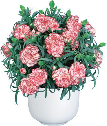 Foto de variedad de flores para ser usadas como: Flor cortada Dianthus caryophyllus Mediterraneo Hyeres