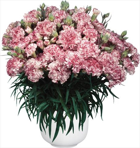Foto de variedad de flores para ser usadas como: Maceta Dianthus caryophyllus Oriental Bien Fait