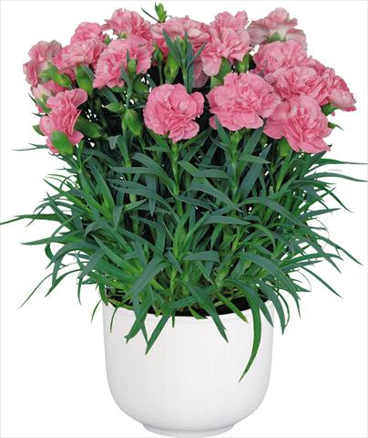 Foto de variedad de flores para ser usadas como: Maceta Dianthus caryophyllus Oriental Camille Pink