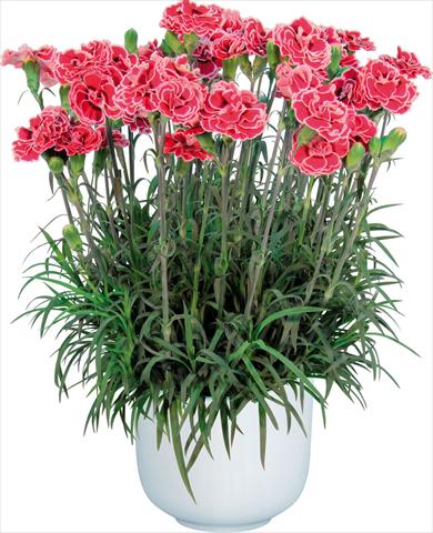 Foto de variedad de flores para ser usadas como: Maceta Dianthus caryophyllus Sprint Mondriaan