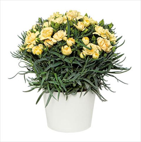 Foto de variedad de flores para ser usadas como: Maceta Dianthus caryophyllus Sprint Quevedo