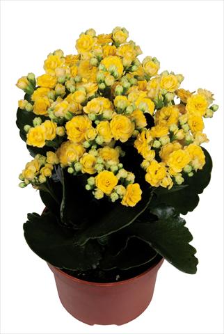 Foto de variedad de flores para ser usadas como: Maceta Kalanchoe Calandiva Bleeth