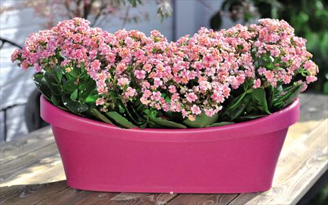 Foto de variedad de flores para ser usadas como: Maceta Kalanchoe Calandiva Cadillac Pink