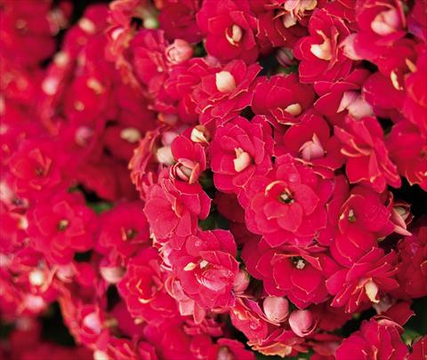 Foto de variedad de flores para ser usadas como: Maceta Kalanchoe Decorative Rubio