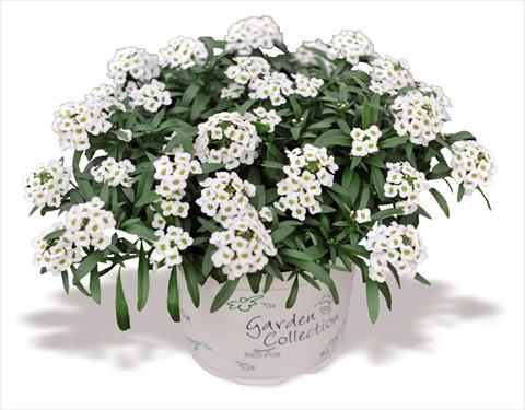 Foto de variedad de flores para ser usadas como: Maceta Lobularia maritima Yolo White