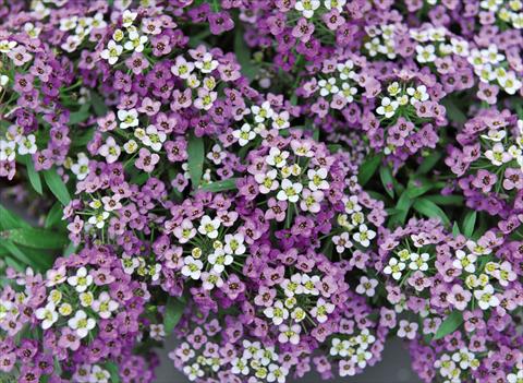 Foto de variedad de flores para ser usadas como: Maceta Lobularia maritima Yolo Lavender