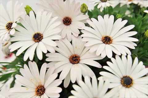 Foto de variedad de flores para ser usadas como: Maceta Osteospermum Margarita Supreme White