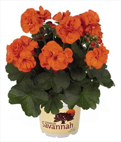 Foto de variedad de flores para ser usadas como: Maceta Pelargonium zonale Savannah Oh so Orange