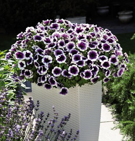 Foto de variedad de flores para ser usadas como: Tarrina de colgar / Maceta Petunia hybrida Potunia Purple Halo