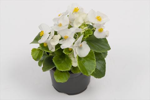 Foto de variedad de flores para ser usadas como: Maceta y planta de temporada Begonia semperflorens Alfa White