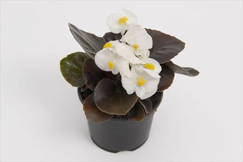 Foto de variedad de flores para ser usadas como: Maceta y planta de temporada Begonia semperflorens Senator White Improved