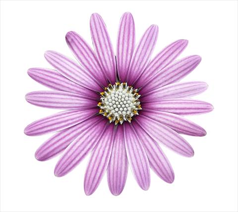 Foto de variedad de flores para ser usadas como: Maceta y planta de temporada Osteospermum ecklonis Cape Daisy Eye Catcher Purple