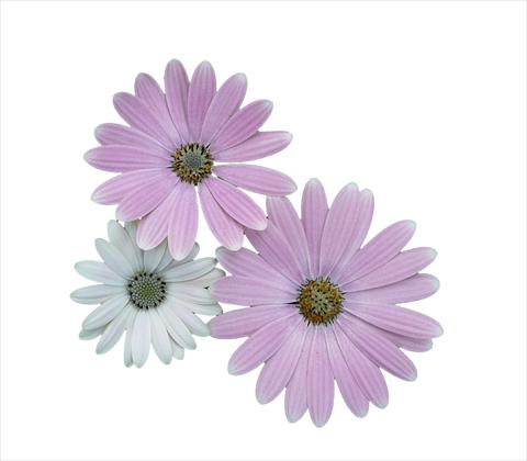 Foto de variedad de flores para ser usadas como: Maceta y planta de temporada Osteospermum ecklonis Cape Daisy Softly Pink