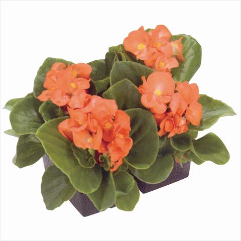Foto de variedad de flores para ser usadas como: Planta de temporada / borde del macizo Begonia semperflorens Royal Salmon Orange