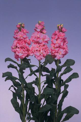 Foto de variedad de flores para ser usadas como: Maceta y planta de temporada Matthiola incana Iron Deep Pink
