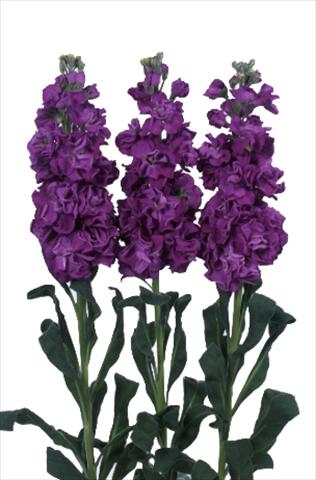 Foto de variedad de flores para ser usadas como: Maceta y planta de temporada Matthiola incana Iron Purple