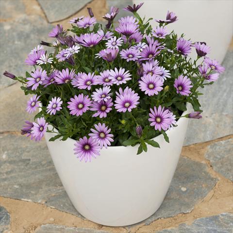 Foto de variedad de flores para ser usadas como: Maceta y planta de temporada Osteospermum ecklonis Cape Daisy Eye Catcher Purple