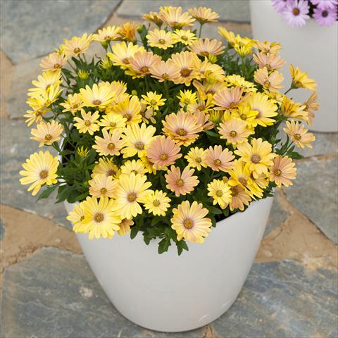 Foto de variedad de flores para ser usadas como: Maceta y planta de temporada Osteospermum ecklonis Cape Daisy Magic Sunrise