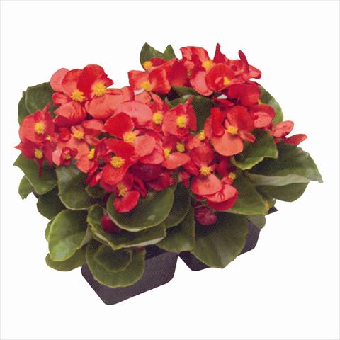 Foto de variedad de flores para ser usadas como: Planta de temporada / borde del macizo Begonia semperflorens Royal Scarlet