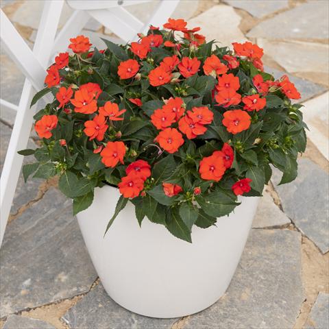 Foto de variedad de flores para ser usadas como: Maceta y planta de temporada Impatiens hybrida Sunpatiens Compact Electric Orange