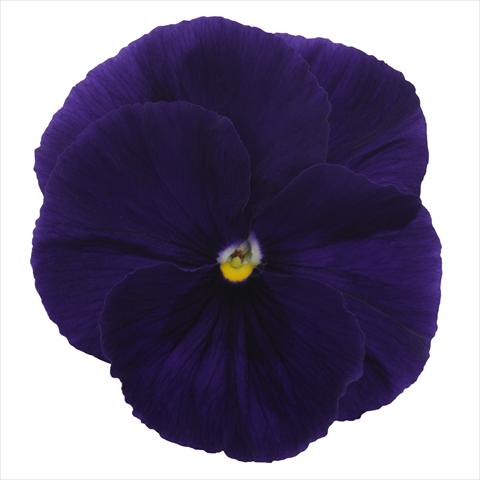 Foto de variedad de flores para ser usadas como: Maceta o cesta de trasplante Viola wittrockiana Dynamite Clear Purple