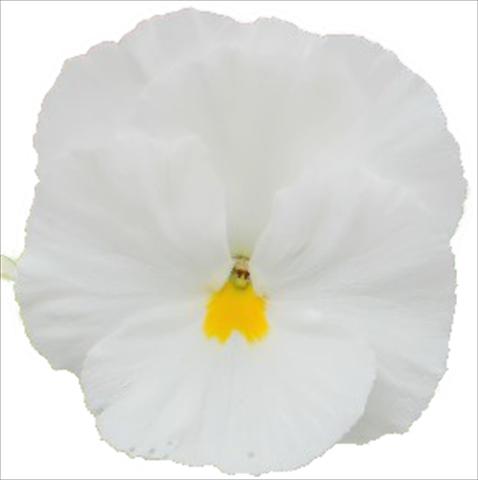 Foto de variedad de flores para ser usadas como: Maceta o cesta de trasplante Viola wittrockiana Dynamite Clear White