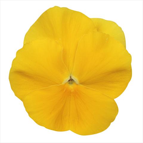 Foto de variedad de flores para ser usadas como: Maceta o cesta de trasplante Viola wittrockiana Dynamite Clear Yellow