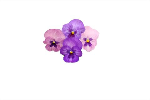 Foto de variedad de flores para ser usadas como: Maceta o cesta de trasplante Viola wittrockiana Dynamite Lavender Shades