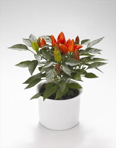 Foto de variedad de flores para ser usadas como: Tarrina de colgar / Maceta Capsicum annuum Calypso Deep Orange