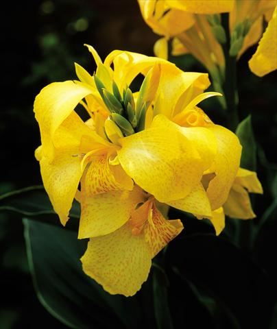 Foto de variedad de flores para ser usadas como: Maceta Canna hybrida Cannova Yellow