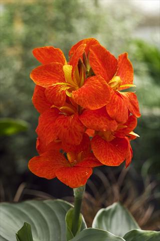 Foto de variedad de flores para ser usadas como: Maceta y planta de temporada Canna hybrida South Pacific Scarlet