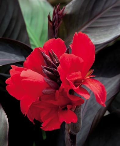 Foto de variedad de flores para ser usadas como: Maceta Canna hybrida Cannova Scarlet Bronze Leaf