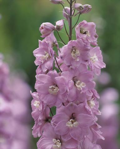 Foto de variedad de flores para ser usadas como: Maceta y planta de temporada Delphinium hybrida Aurora Mauve