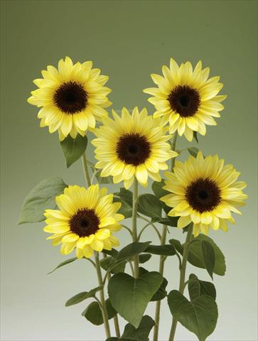 Foto de variedad de flores para ser usadas como: Maceta y planta de temporada Helianthus annuus Sunrich Limoncello Summer