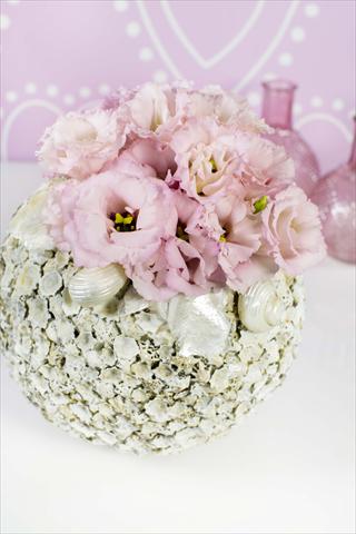 Foto de variedad de flores para ser usadas como: Maceta Lisianthus (Eustoma grandiflorum) Corelli Light Pink
