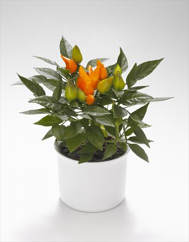 Foto de variedad de flores para ser usadas como: Tarrina de colgar / Maceta Capsicum annuum Calypso Orange