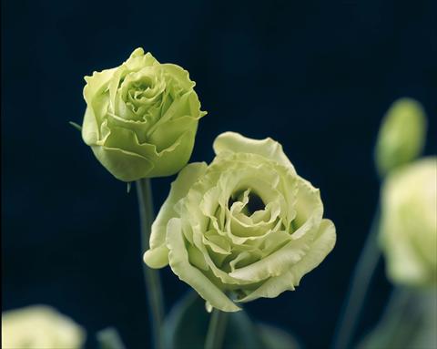 Foto de variedad de flores para ser usadas como: Maceta Lisianthus (Eustoma grandiflorum) Croma I Green