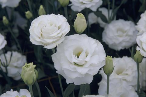 Foto de variedad de flores para ser usadas como: Maceta Lisianthus (Eustoma grandiflorum) Croma III Silky White