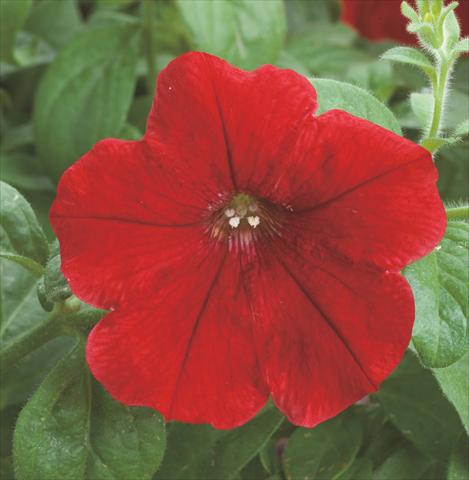 Foto de variedad de flores para ser usadas como: Maceta y planta de temporada Petunia hybrida Opera Supreme Red