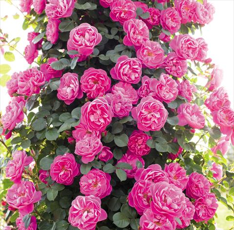 Foto de variedad de flores para ser usadas como: Maceta y planta de temporada Rosa rampicante Allegro