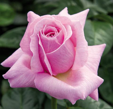 Foto de variedad de flores para ser usadas como: Maceta y planta de temporada Rosa floribunda Pink Eureka